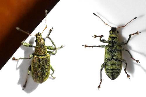 Polydrusus cervinus